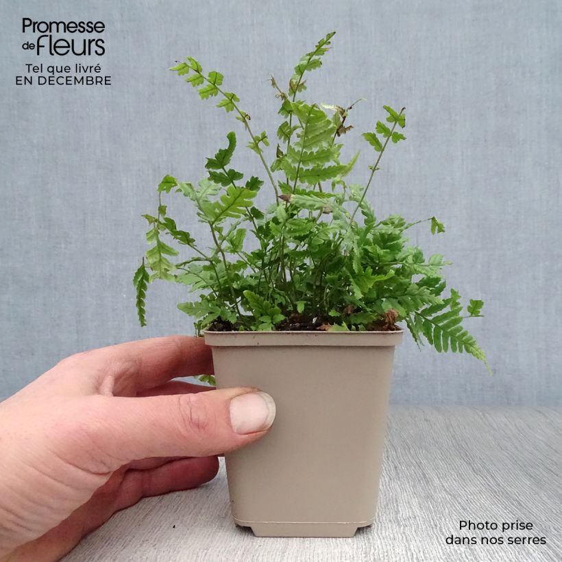 Dryopteris lepidopoda - Helecho de pie escamoso Maceta de 8/9 cm Ejemplar entregado en invierno