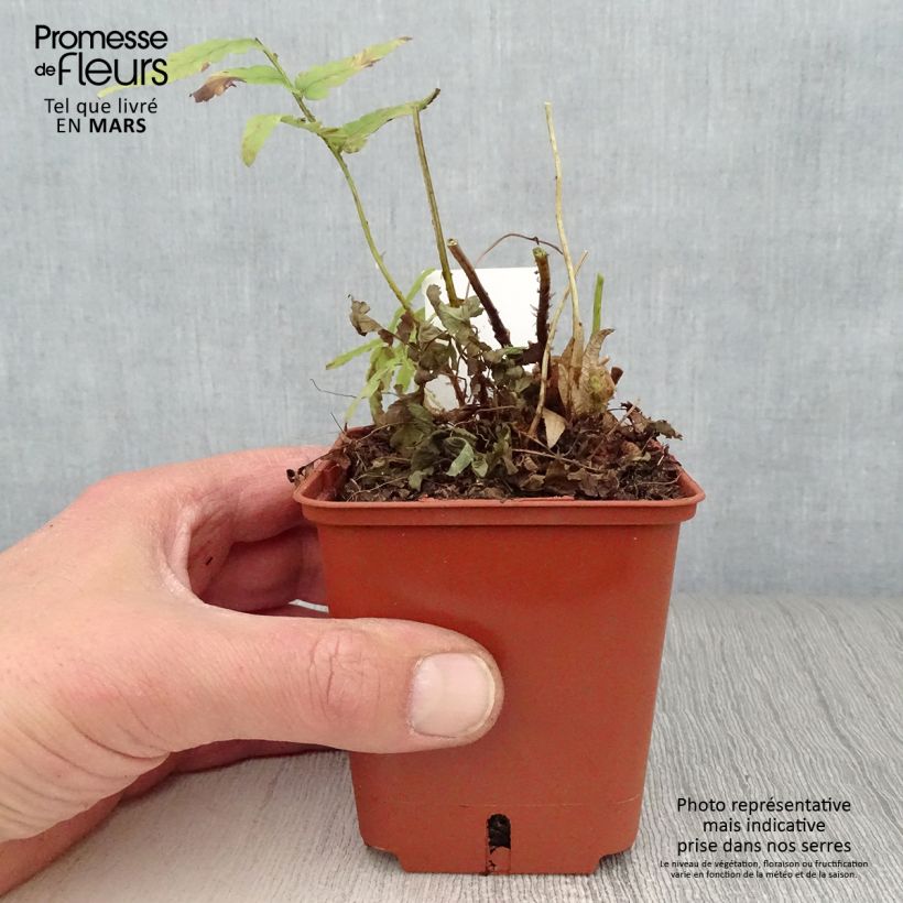 Dryopteris ludoviciana - Helecho Maceta de 8/9 cm Ejemplar entregado en la primavera