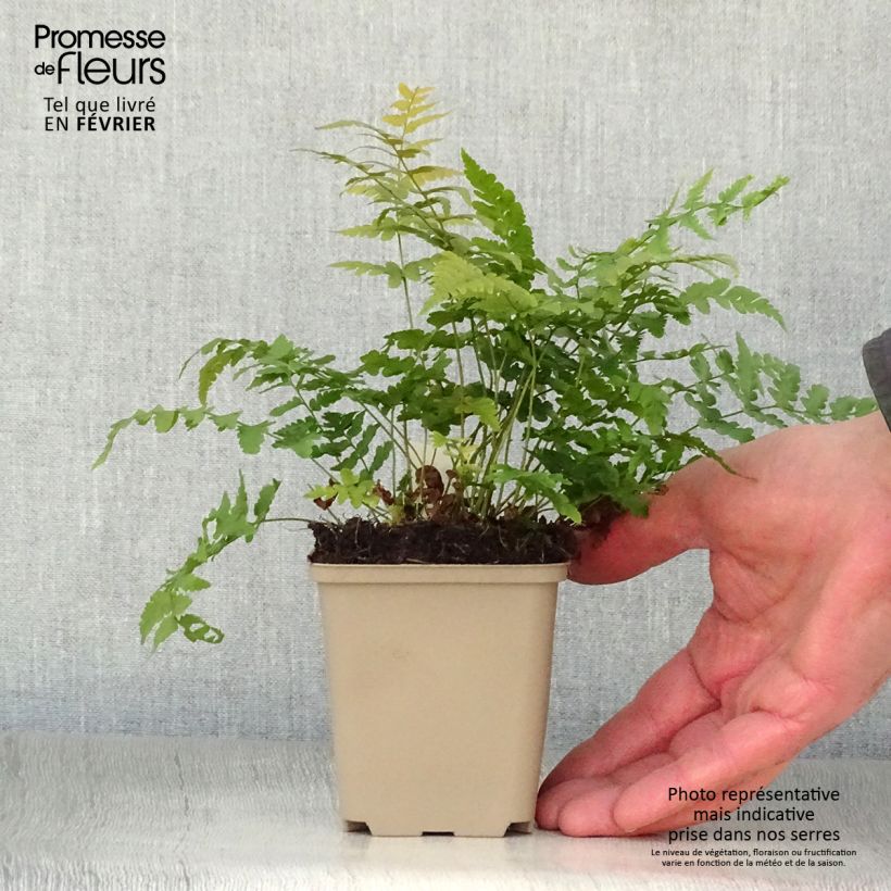 Dryopteris marginalis - Helecho Maceta de 8/9 cm Ejemplar entregado en invierno