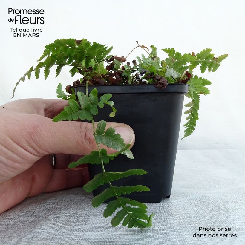 Dryopteris marginalis - Helecho Maceta de 8/9 cm Ejemplar entregado en la primavera