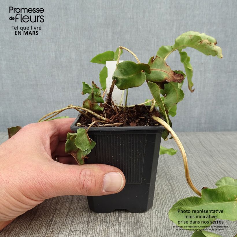 Dryopteris sieboldii - Helecho Maceta de 8/9 cm Ejemplar entregado en invierno