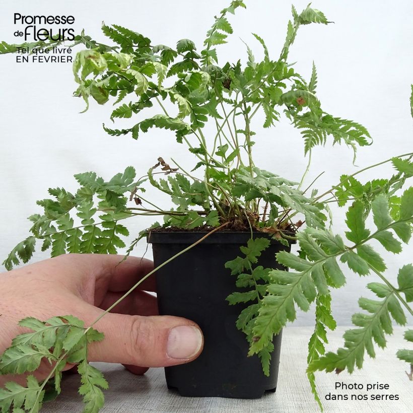 Dryopteris stewartii - Helecho Maceta de 8/9 cm Ejemplar entregado en invierno