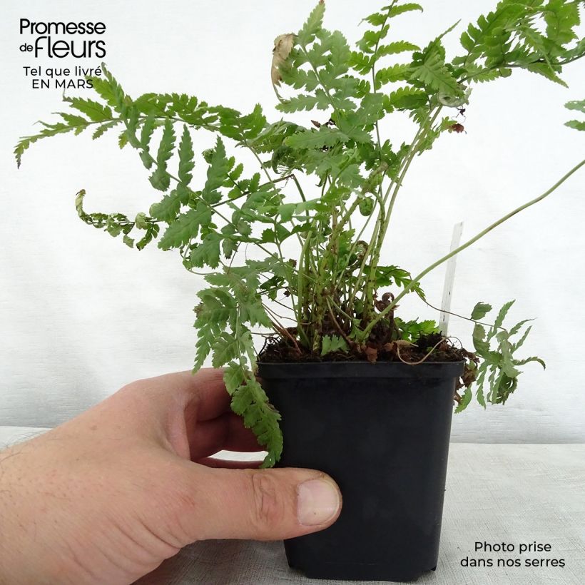 Dryopteris stewartii - Helecho Maceta de 8/9 cm Ejemplar entregado en la primavera