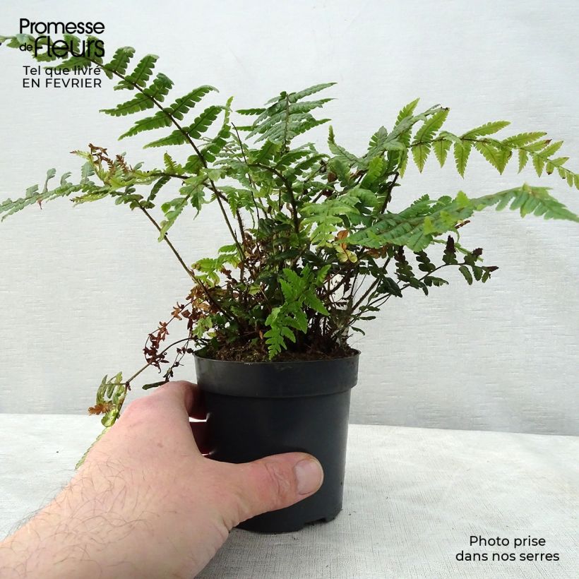 Dryopteris wallichiana - Helecho de Wallich Maceta de 8/9 cm Ejemplar entregado en invierno