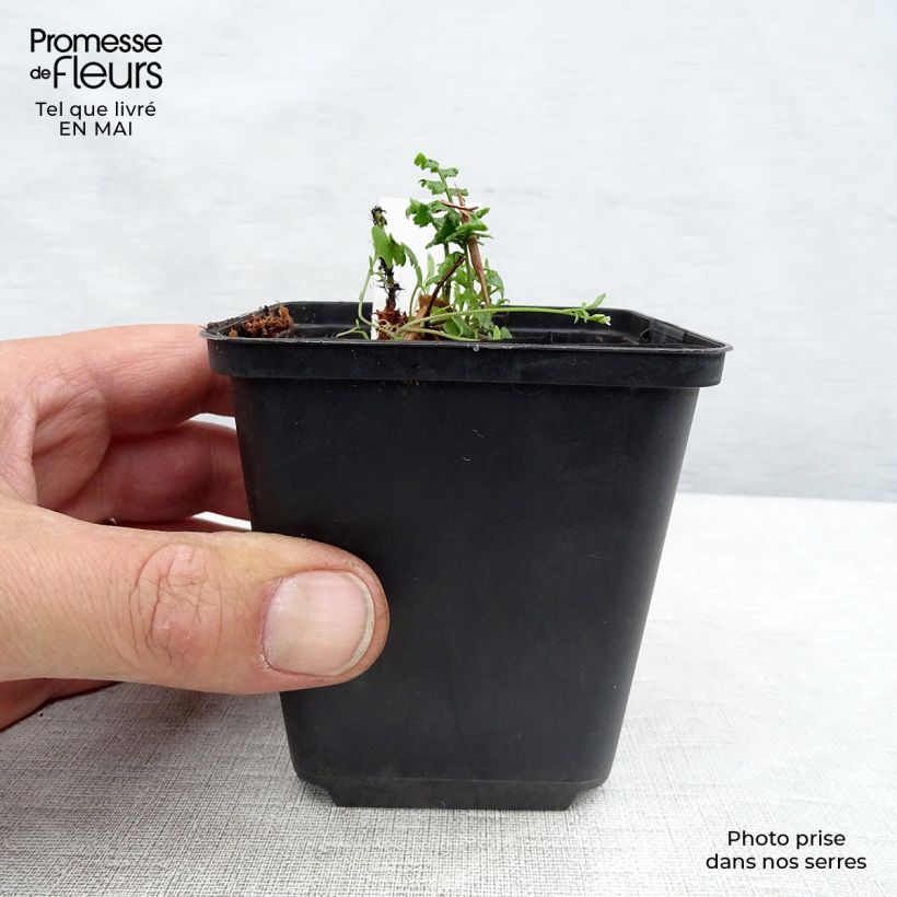 Dryopteris wallichiana - Helecho de Wallich Maceta de 8/9 cm Ejemplar entregado en la primavera