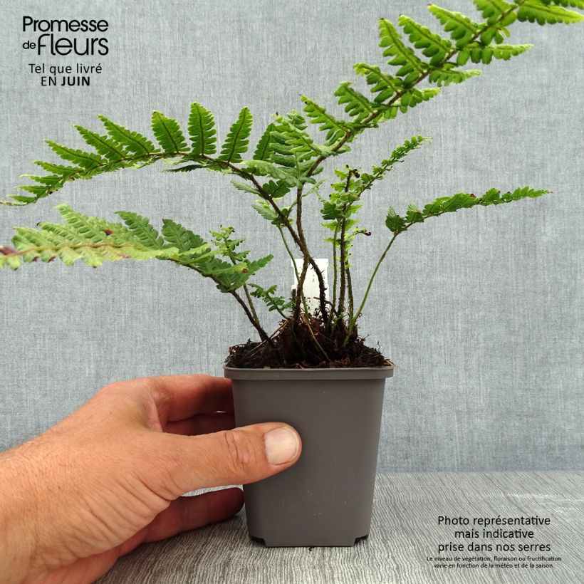 Ejemplar de Dryopteris wallichiana - Helecho de Wallich Maceta de 8/9 cm entregado en verano