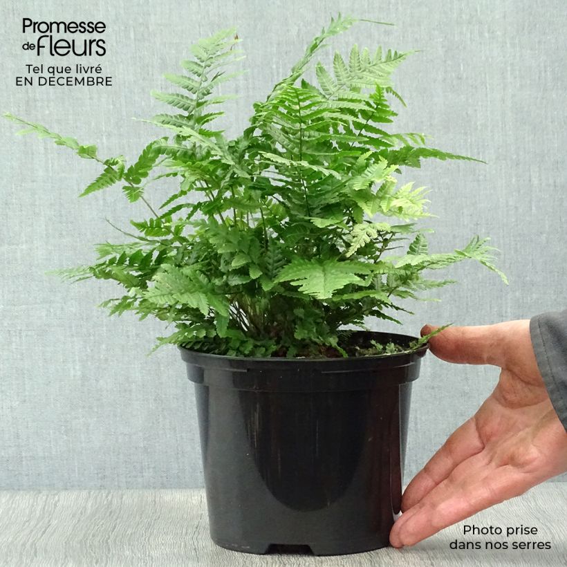 Dryopteris wallichiana Jurassic Gold - Helecho de Wallich Maceta 2L/3L Ejemplar entregado en invierno