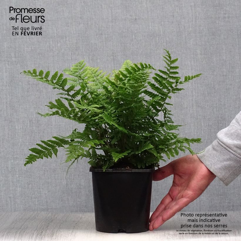 Ejemplar de Dryopteris wallichiana Jurassic Gold - Helecho de Wallich Maceta 2L/3L entregado en otoño