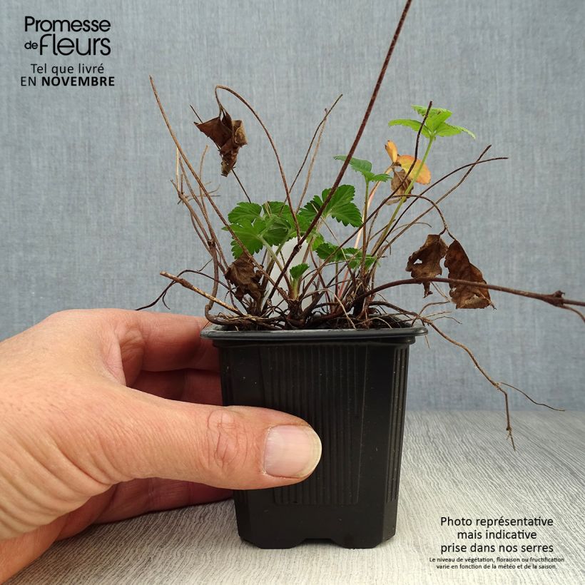 Ejemplar de Duchesnea indica - Fresa india Maceta de 8/9 cm entregado en otoño