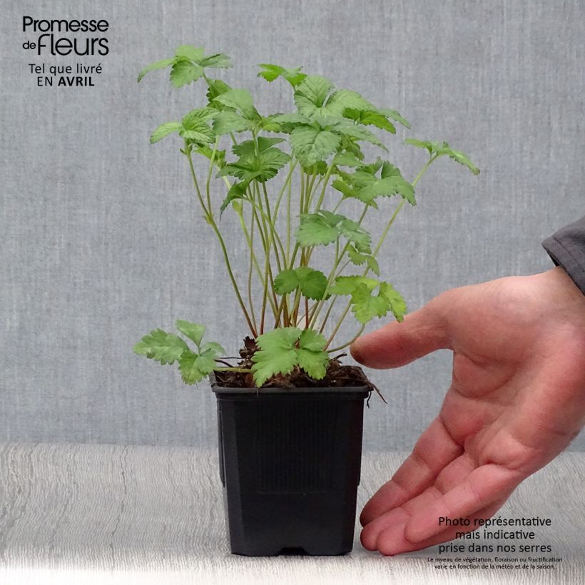 Duchesnea indica - Fresa india Maceta de 8/9 cm Ejemplar entregado en la primavera
