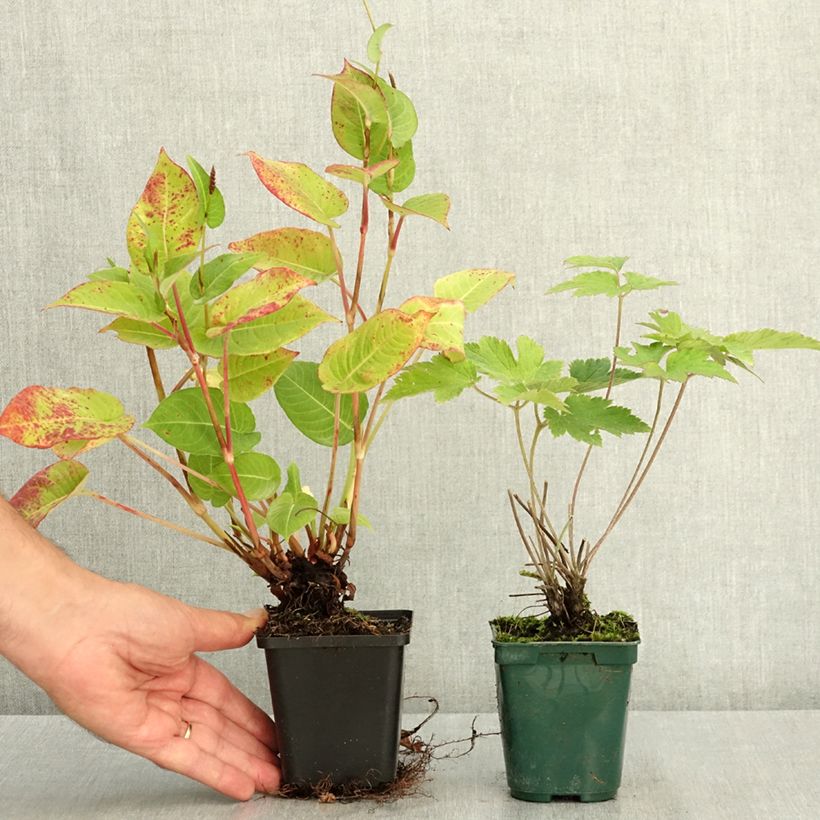 Ejemplar de Dúo de viváceas de otoño rosa y roja entregado en verano