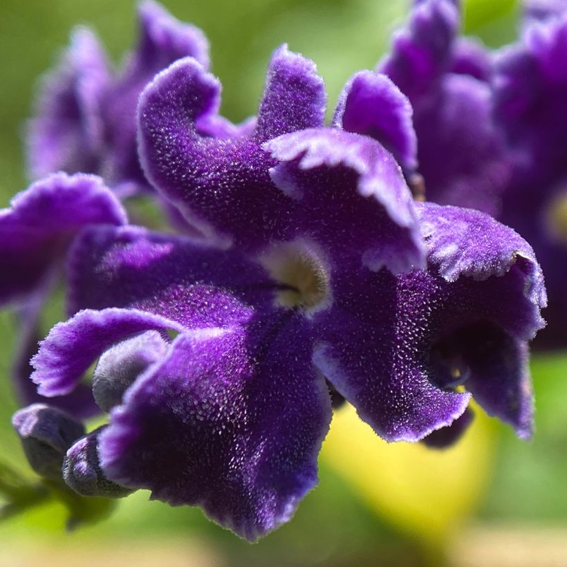 Duranta repens (Floración)