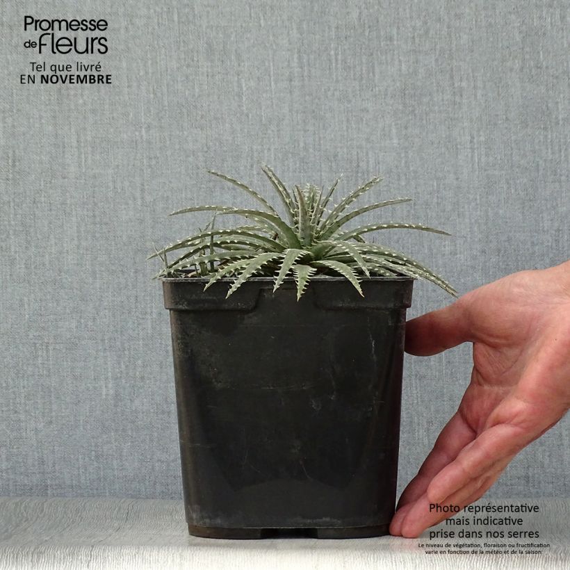 Ejemplar de Dyckia Brittle Star - Hoja de Sierra Maceta 3L/4L entregado en otoño