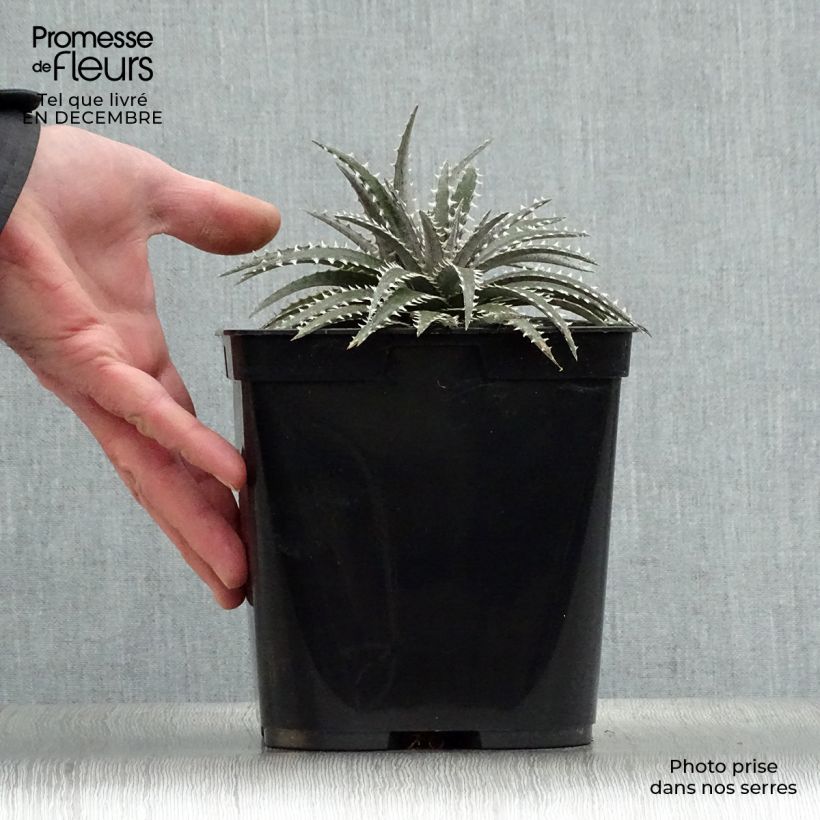 Dyckia Grand Marnier - Hoja de Sierra Maceta 2L/3L Ejemplar entregado en invierno