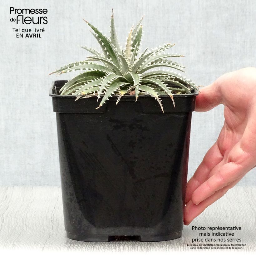 Dyckia Grand Marnier - Hoja de Sierra Maceta 2L/3L Ejemplar entregado en la primavera