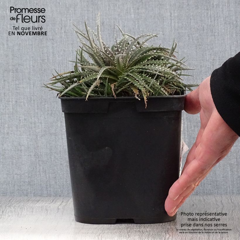 Ejemplar de Dyckia Grand Marnier - Hoja de Sierra Maceta 2L/3L entregado en otoño