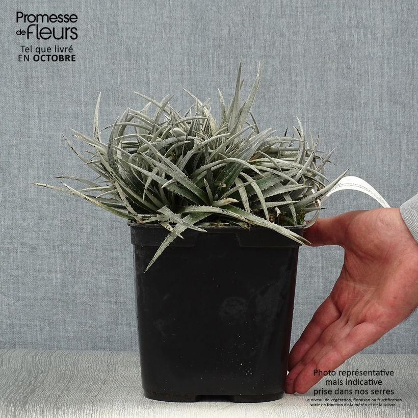 Ejemplar de Dyckia Pale Rider - Hoja de Sierra Maceta 2L/3L entregado en otoño