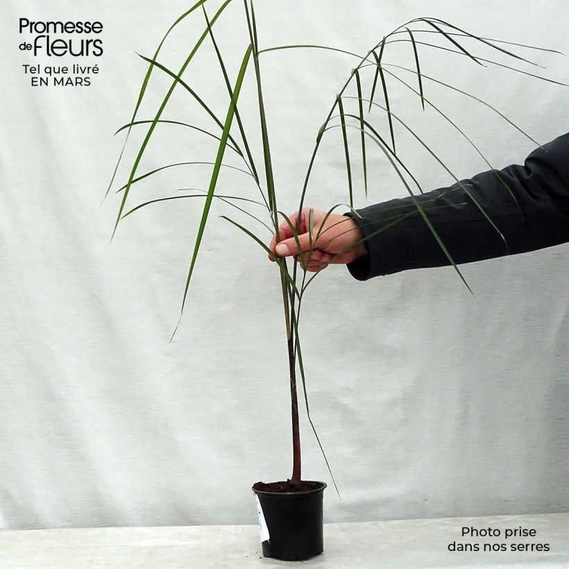 Dypsis plumosa - Palmera plumosa Maceta de 12 cm / 13 cm Ejemplar entregado en la primavera