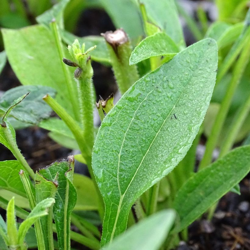 Echinacea Kismet White (Follaje)