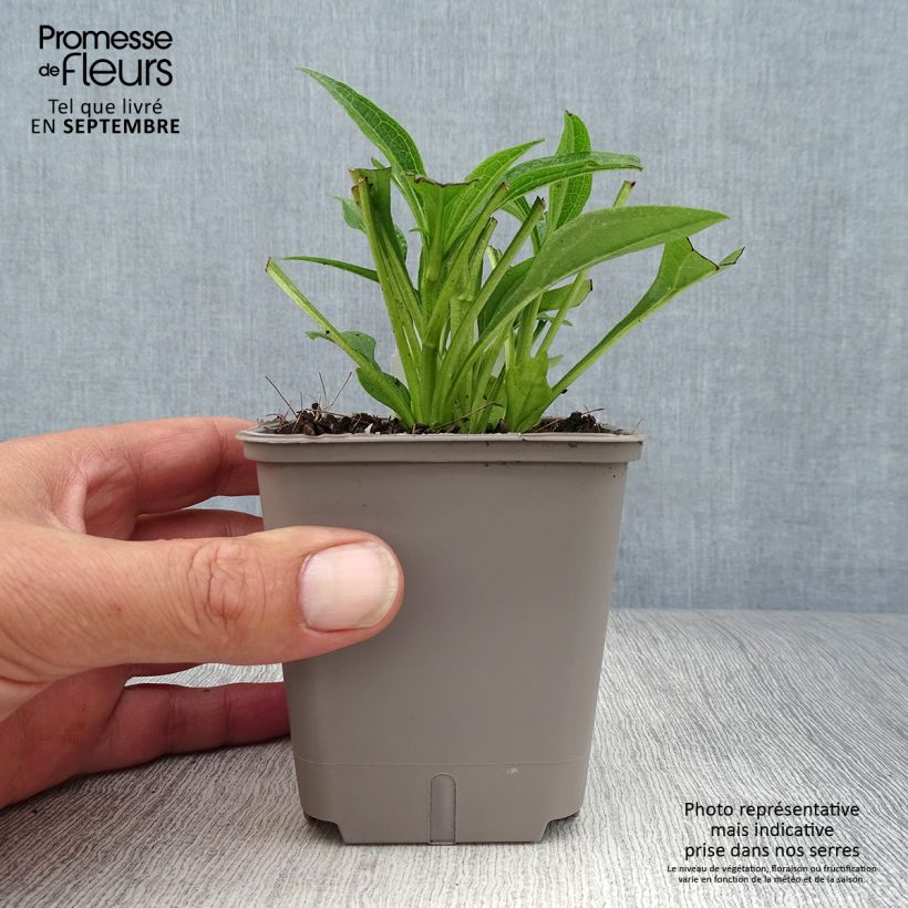 Ejemplar de Echinacea Kismet White Maceta de 8/9 cm entregado en otoño