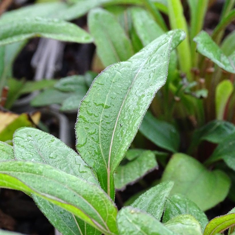 Echinacea Kismet Orange Intense (Follaje)