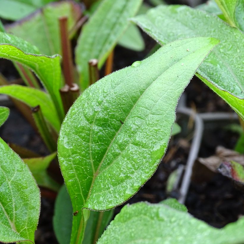 Echinacea Kismet Raspberry (Follaje)