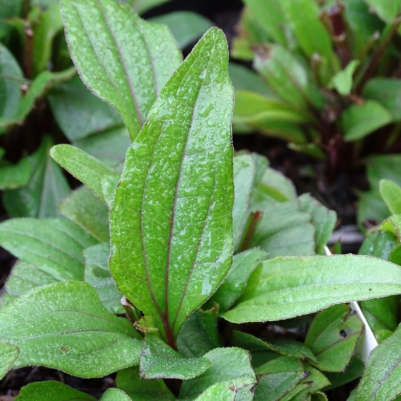 Echinacea Kismet Red (Follaje)