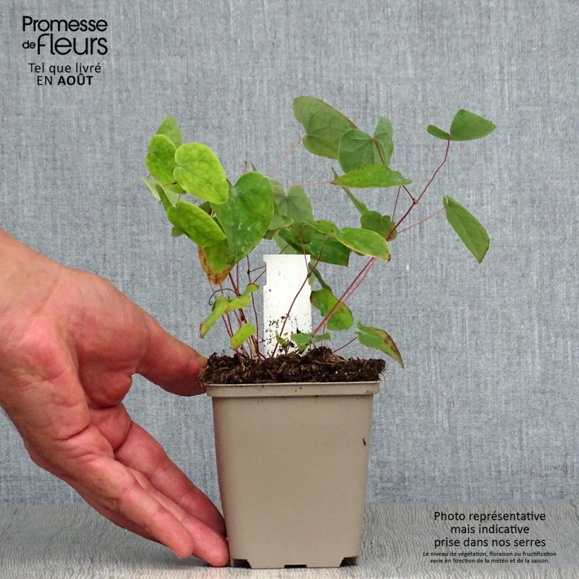 Ejemplar de Epimedium acuminatum Maceta de 8/9 cm entregado en verano