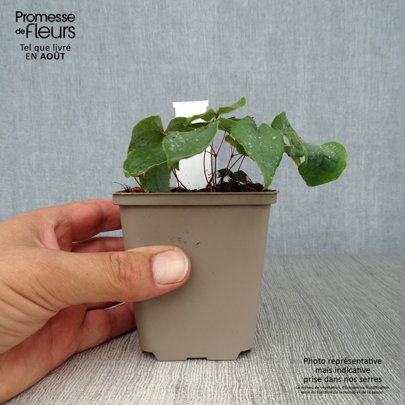 Ejemplar de Epimedium brachyrrhizum Maceta de 8/9 cm entregado en verano