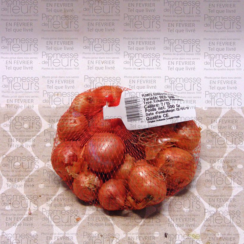 Ejemplo de ejemplar de Cebolla chalota Red Sun Pieza calibre 7/15 mm tal y como se entrega