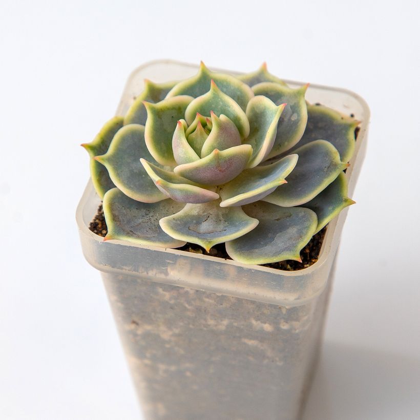 Echeveria Lola (Follaje)