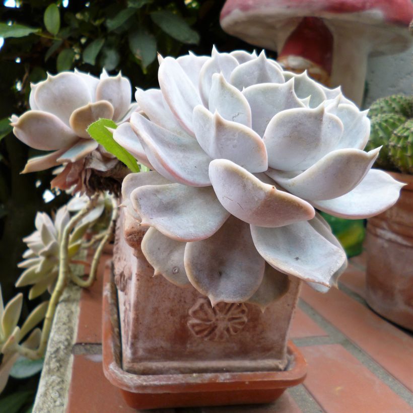 Echeveria Lola (Porte)
