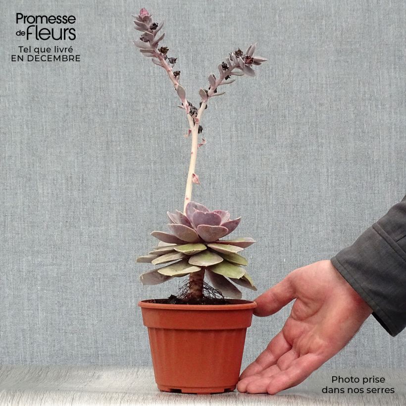 Echeveria Perle Von Nürnberg Maceta de 12 cm / 13 cm Ejemplar entregado en invierno
