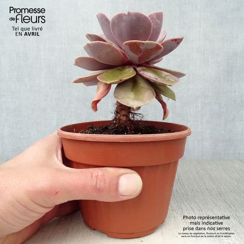 Echeveria Perle Von Nürnberg Maceta de 12 cm / 13 cm Ejemplar entregado en la primavera