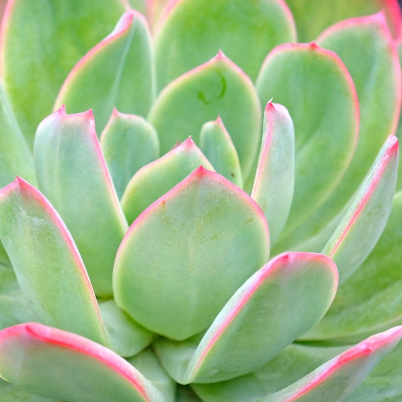 Echeveria Pink Edge (Follaje)