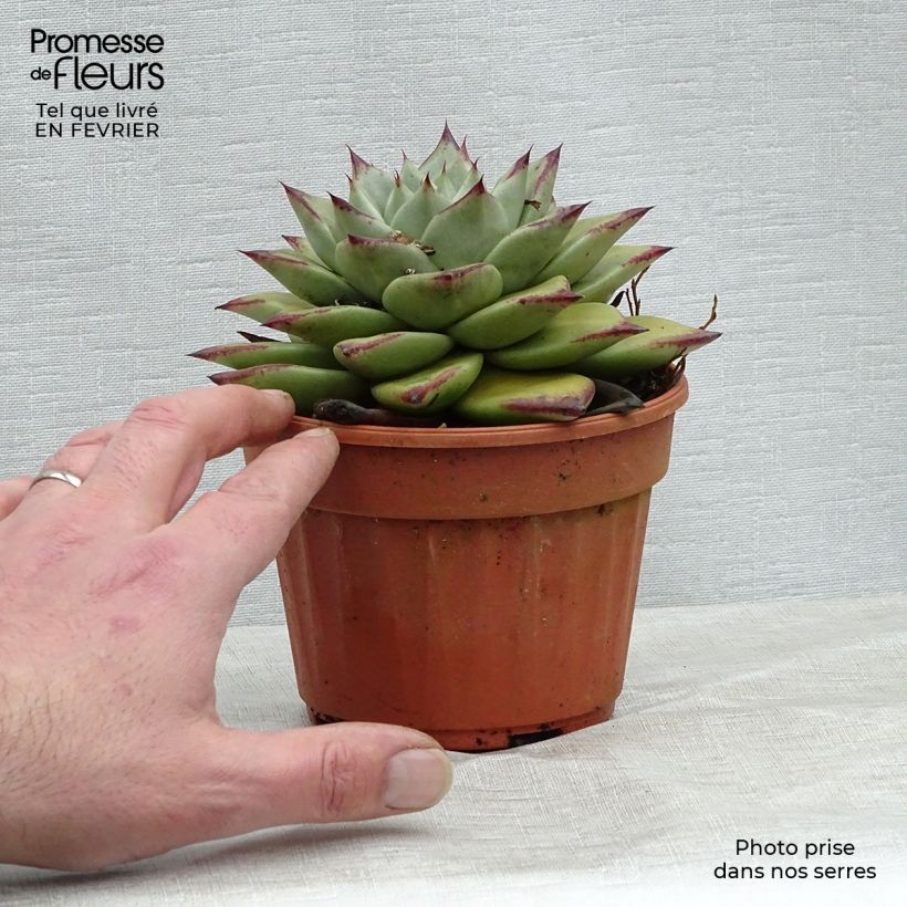 Echeveria agavoides Ebony Maceta de 12 cm / 13 cm Ejemplar entregado en invierno