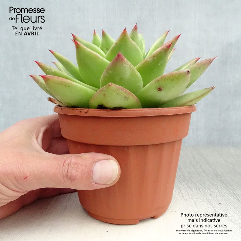 Echeveria agavoides Ebony Maceta de 12 cm / 13 cm Ejemplar entregado en la primavera