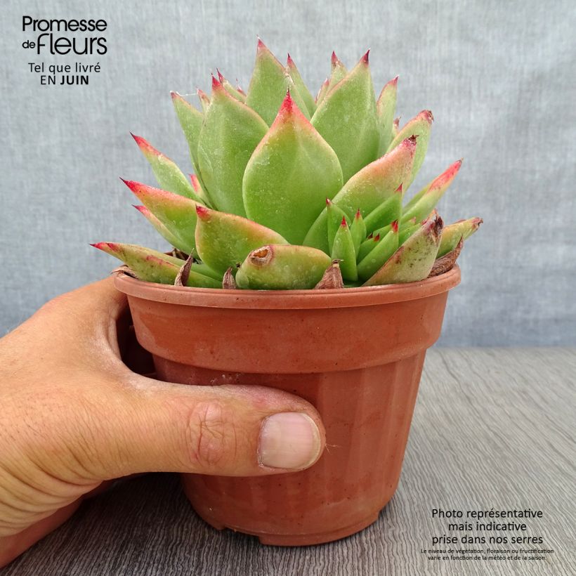 Ejemplar de Echeveria agavoides Ebony Maceta de 12 cm / 13 cm entregado en verano