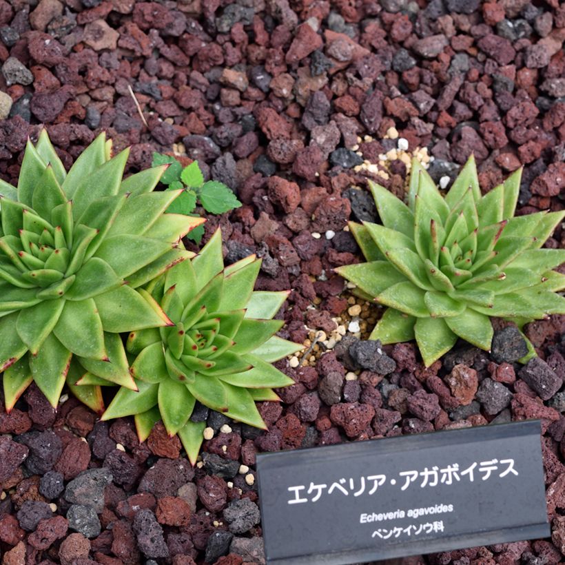 Echeveria agavoides (Porte)