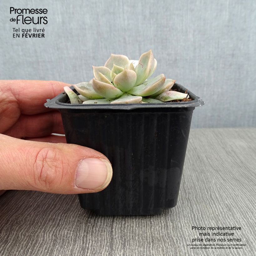 Echeveria derenbergii Maceta de 8/9 cm Ejemplar entregado en invierno