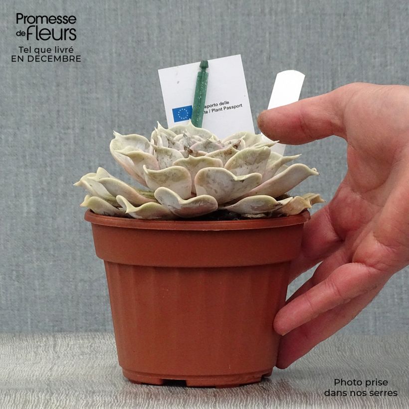 Echeveria lilacina Maceta 1,5L/2L Ejemplar entregado en invierno