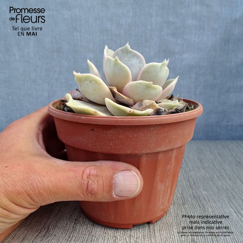 Echeveria lilacina Maceta 1,5L/2L Ejemplar entregado en la primavera