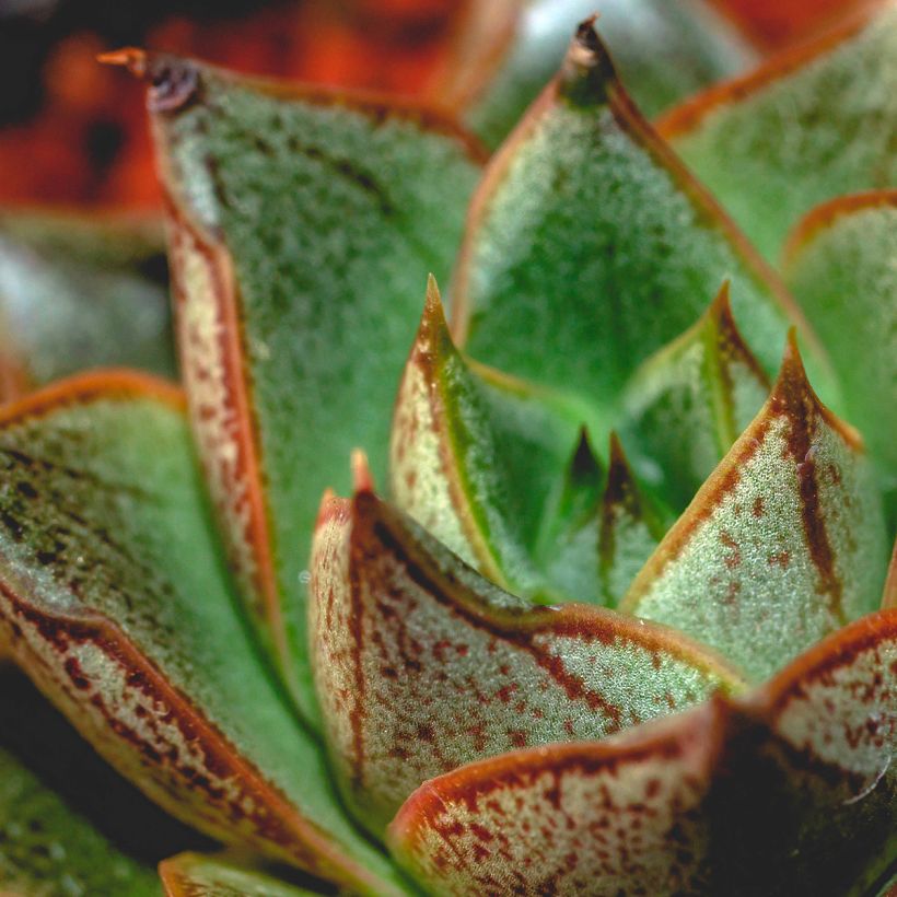 Echeveria purpusiorum (Follaje)
