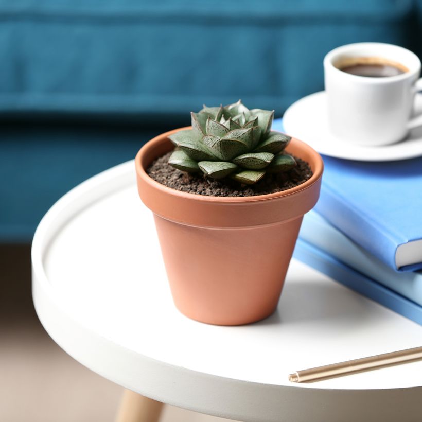 Echeveria purpusiorum (Porte)