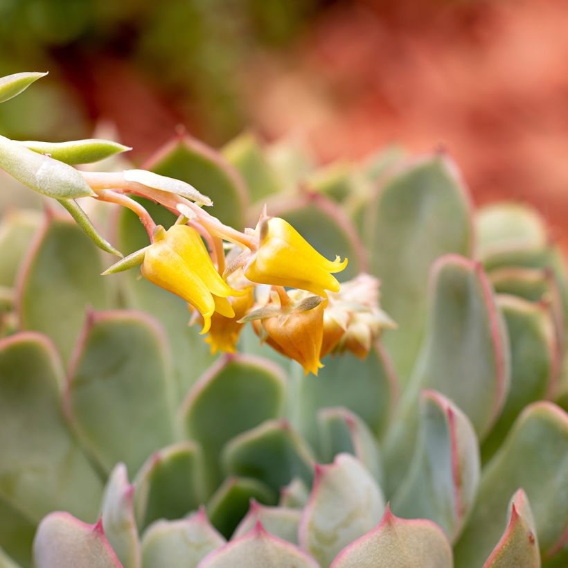 Echeveria pulidonis (Floración)