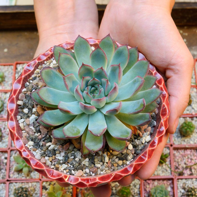 Echeveria pulidonis (Porte)