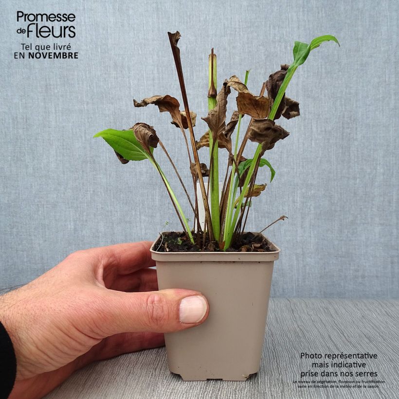 Ejemplar de Echinacea purpurea Aloha Maceta de 8/9 cm entregado en otoño