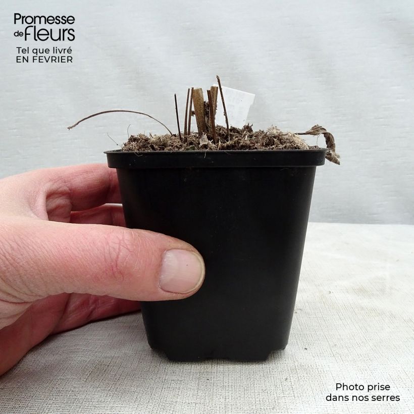 Echinacea purpurea Aloha Maceta de 8/9 cm Ejemplar entregado en invierno