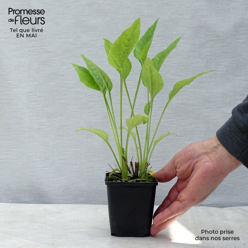 Echinacea purpurea Aloha Maceta de 8/9 cm Ejemplar entregado en la primavera