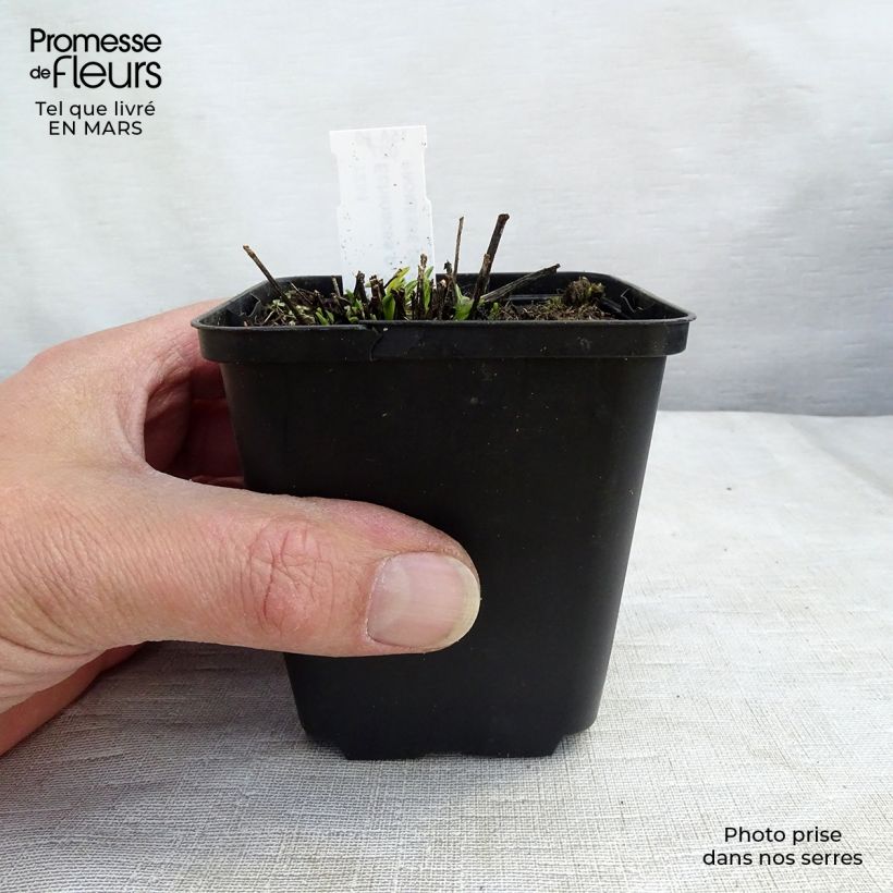 Echinacea purpurea Avalanche Maceta de 8/9 cm Ejemplar entregado en la primavera